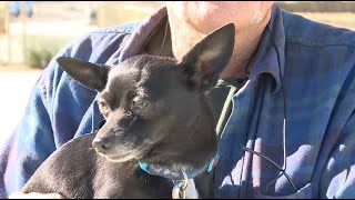 Local veterinarians warn pet owners following outbreak of 'mysterious disease'