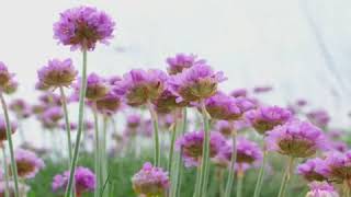 How to Grow Thrift (Armeria)