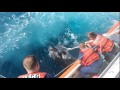 Entangled Leatherback Turtle Rescued at Sea