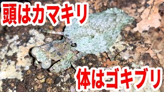 異形なゴキブリカマキリを観察するテラリウムを作ってみた