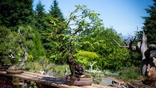 Dawn Redwood Bonsai: Ramification & Branch Structure Pruning