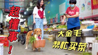 The golden retriever followed the hostess to buy groceries. It carried the basket all the way