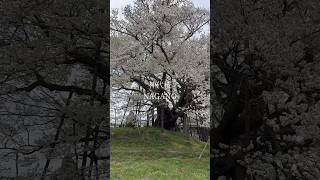 素戔嗚尊がさした杖長野・神代桜#長野 #日本の風景 #田舎の風景 #美しい風景 #iphone15pro #スマホ撮影 #japan #桜