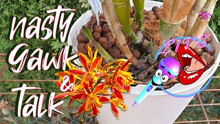 Repotting Epicatanthe with A LOT of Issues in the Pot 🙄 | Q \u0026 A #livestream #ninjaorchids #live