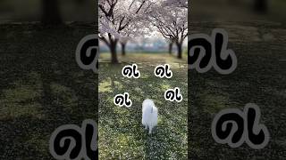 【情緒ゼロ】道中カオスなお花見散歩　#shorts #日本スピッツ#犬