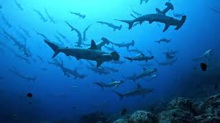 【神子元ダイビング】2024.6.19水中映像　ハンマーヘッドの群れ/Dive in Mikomoto (Swim with Hammerhead sharks)