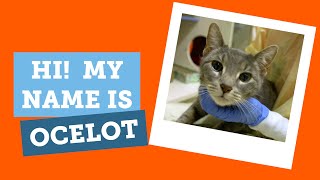 #adoptablecat or Adoptable Ocelot? Why Not Both?
