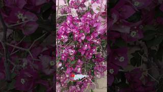 Bougainvillea blooms in winters #bougainvillea #beautiful #viralreels #gardening #trending