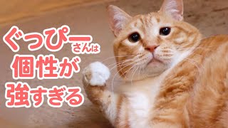 【圧倒的個性!!!】瀕死の状態で保護された子猫は、こうして「ぐっぴー」さんになりました♡