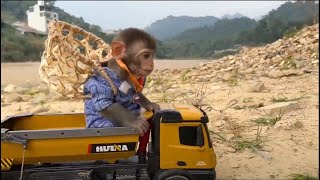 شاهد ذكاء القرود | Watch the intelligence of monkeys animal home