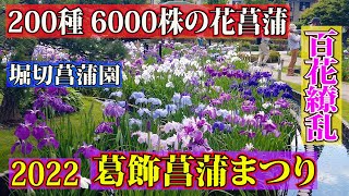 [2022 Katsushika Iris Festival] About 6,000 irises of about 200 species bloom gorgeously!