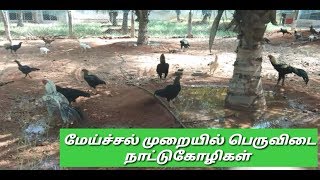 மிகப்பெரிய பெருவிடை நாட்டுகோழிபண்ணை