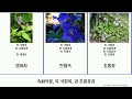 속씨식물 목 국화목 과 초롱꽃과 angiosperms 로벨리아 asterales campanulaceae 모시대 campfire 인플라타 금강초롱꽃속 숫잔대아과 도라지