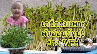 จับมือเพาะต้นอ่อนผักบุ้ง ตอนที่ 2 - เพาะไว้กินช่วง WFH | สวนชะเอม