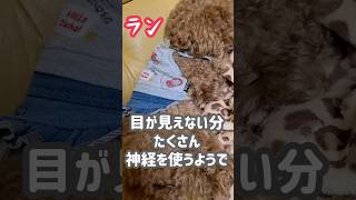 【生まれつき両目が見えない犬】盲目ランのすきなこと #トイプードル #多頭飼い #犬 #かわいい動物  #shorts