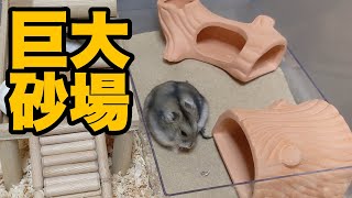 I tried to build a huge sandbox for hamsters! [Djungarian]