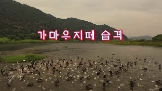 가마우지  : 가마우지와 백로 - 새들의 고향 한강에 백로와 가마우지떼가 먹이 경쟁  ㅡ #26