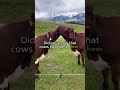 exploring the emotional connections among cows and their besties 🐄💞 bestfriendgoals