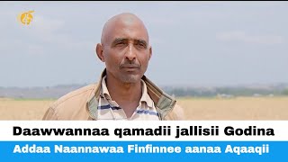 Daawwannaa qamadii jallisii Godina Addaa Naannawaa Finfinnee aanaa Aqaaqii