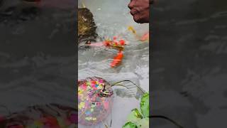 එක්තරා කාලෙක ඉදන් තියන එක පිස්සුවක්🥰🐠👀 #shortvideo #trending #fish