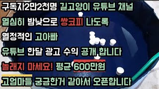 길고양이 유튜브채널 구독자2만2천명 한달 유튜브 광고수익 600만원