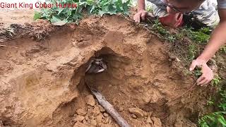Using a Snake Detector Detects a Nest of 100 Cobras || Giant King Cobra Hunter