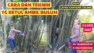 CARA AMBIL POTONG BULUH BAMBOO PALING MUDAH TAK PERLU TENAGA YANG BANYAK | LEPAK KAMPUNG TALANG