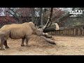 holiday enrichment for letterman the rhino