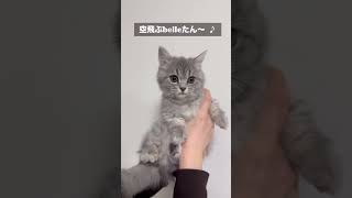 【2024年まとめ】 #マンチカン子猫 #マンチカン短足 #猫のいる暮らし #猫の動画 #cat #猫のいる生活 #ねこ #子猫癒し #ねこのいる生活 #猫好きさんと繋がりたい #マンチカン