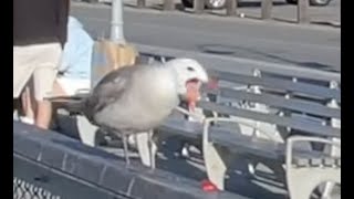 Angry Seagull