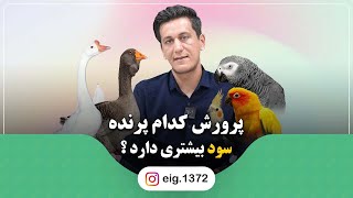 پرورش کدام پرنده بیشترین سود رو داره ؟