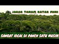 PENGEMBANGAN KATAK MINI 2 MUSIM MASUK UMBI PRODUKSI