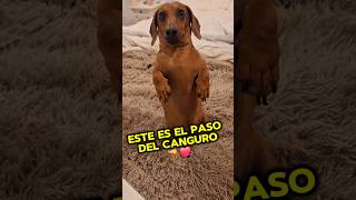 Este es el paso del canguro 🦘😅❤️ #dachshund #perrosalchicha #humor #doglover #viralshorts