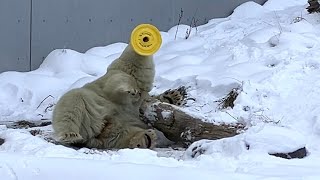 20241220:今日の円山動物園:ちょびっと