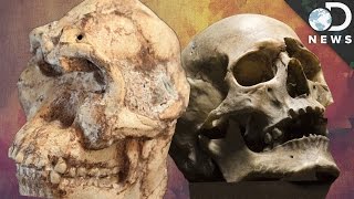 The Fight Over This 3.7 Million Year Old Human Ancestor