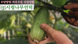 토종오이 키우기