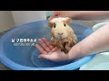 기니피그 미미의 목욕시간~guineapig bath time mimi