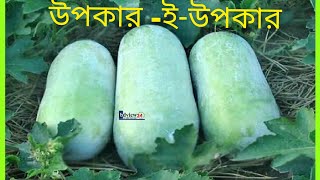 উপকার ছাড়া অপকার নেই | জালি বা চালকুমড়ার উপকারিতা | Benefits of Bottle Guard |