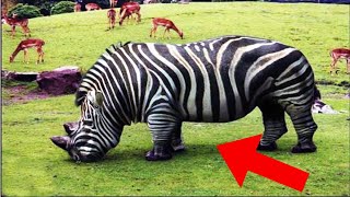 TOP 10 SPECII DE ANIMALE UIMITOARE PE CALE DE DISPARITIE!