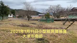 2021年1月11日小型箱罠狸(タヌキ)捕獲　大津市南部　聖海熊一郎