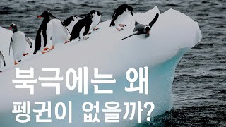 북극에는 왜 펭귄이 없을까?(세상의 모든 와이)