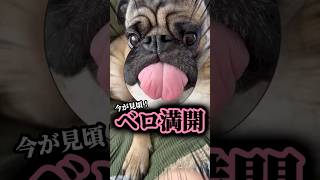 舌出しっぱなしで乾燥するパグwww#ぱぐち #マヌケ舌 #dog #pug#ペット #パグ #犬のいる暮らし