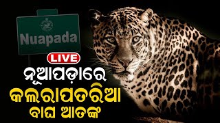 Nuapada tiger|LIVE|ନୂଆପଡ଼ାରେ କଲରାପତରିଆ ବାଘ ଆତଙ୍କ