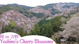 Cherry Blossoms on Mount Yoshino in Nara/ 吉野山の桜 in 奈良