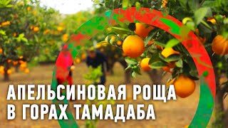 Апельсиновая роща в горах Тамадаба | Человек мира 🌏 Моя Планета