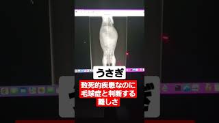 堺市 うさぎ病院 ぐったり 毛球症 診断の難しさ #shorts