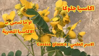 بعض المعلومات التي تخص زراعة الاكاسيا /Cassia glauca  اكاسيا جلوكا او الاكاسيا المصرية٢٠٢٢