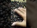 Coffee Beans #asmr #viral #trending #short #asmrsounds #satisfying