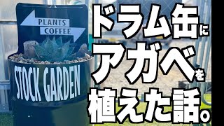 【ロックガーデン】ドラム缶プランターにアガベを植えて看板にしてみたらめちゃくちゃカッコよくなりました。