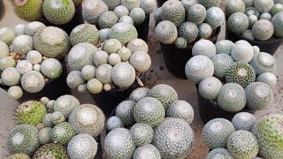 แยกพอตนกฮูก ไม้เพาะเมล็ด โดนซื้อยกพอตไปเกือบหมดเลย | mammillaria microthele | 16 พฤศจิกายน 2562